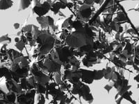 Peuplier_deltoïde_feuillage_BW
